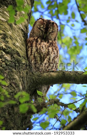 Tawny Owl (Strix aluco) asleep on a tree branch. Wild bird not captive. Taken in Angus, Scotland.