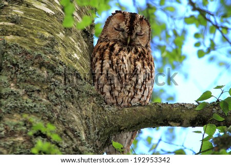 Tawny Owl (Strix aluco) asleep on a tree branch. Wild bird not captive. Taken in Angus, Scotland.