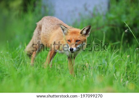 European Red Fox (Vulpes vulpes) Vixen amongst the grass. Grass stalk curls cutely over nose!