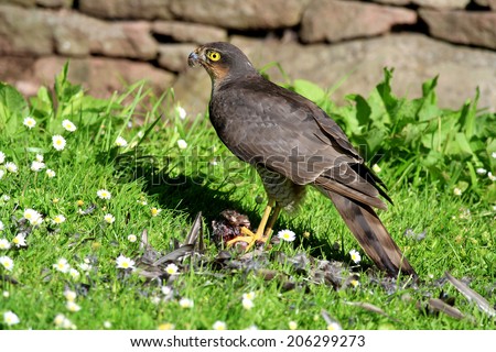 Wild Eurasian Sparrowhawk (Accipter nisus). Plucking its Starling prey on grass area with daisy\'s. Taken in Scotland, UK.