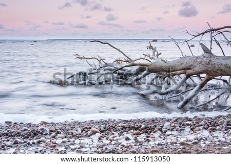 Bare tree fallen into the sea at sunset. Due to cold weather, tree branches are covered with ice and icicles.