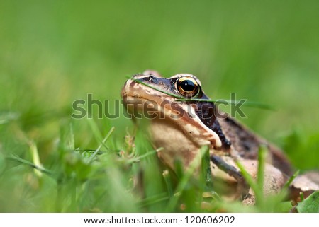 Frog sitting on green grass. A few blade of grass are on frog\'s face