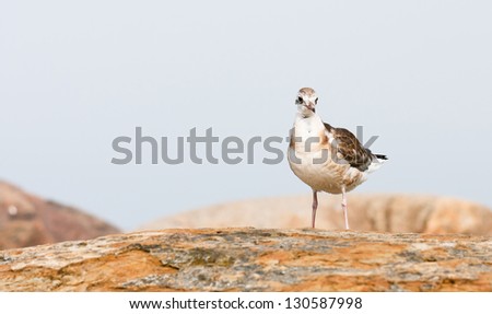 Sea gull or a mew standing on a rock
