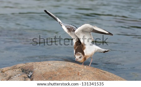 Closeup of a sea gull or mew