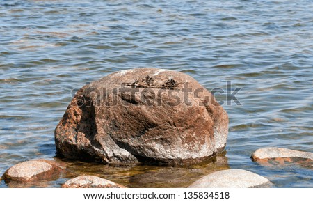 Sea gull or mew nest with eggs on a big rock