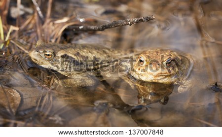 Two brown frogs side by side in water