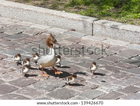 Family of Great crested grebe lost on a city street in the Old Town of Tallinn, Estonia
