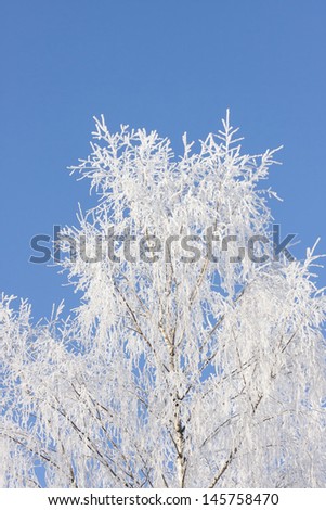 Frosty birch tree branches on blue sky background