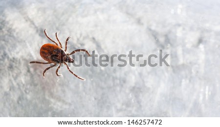 Closeup of a red tick on grayish background