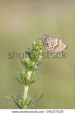 Brown butterfly covered with water bubbles on a plant early in the morning