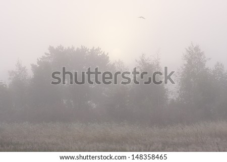 Forest in morning mist and a flying bird above forest