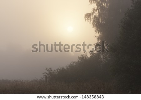 Sun rising above misty forest early in the morning