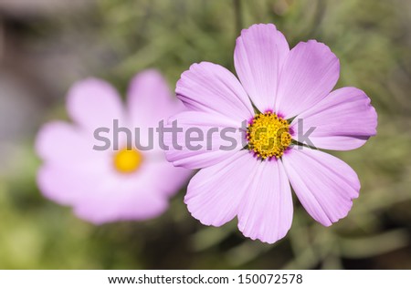 Closeup of a bloom of beautiful pink cosmos flower