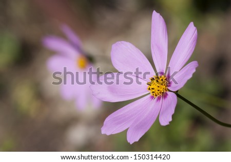 Closeup of a bloom of beautiful pink cosmos flower