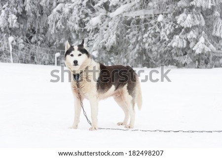 White dog with dark brown spots chained and stand on snowy ground at winter