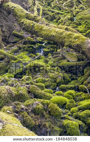 Small waterfall in pure virgin nature covered with green moss