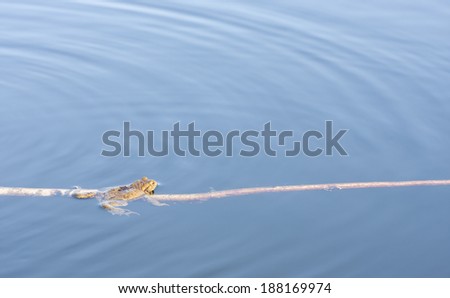 Brown frog in blue water sit on a long slim branch or spray