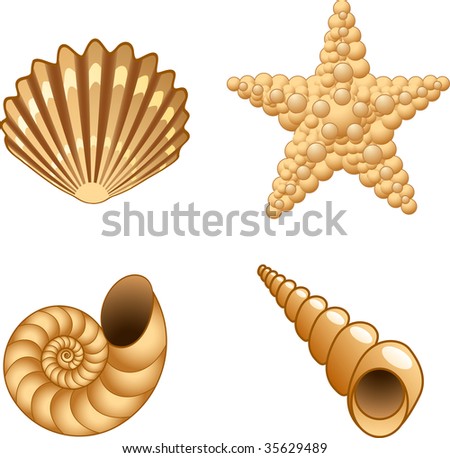 Shells Vector