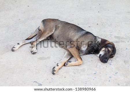 The dog laying down on street