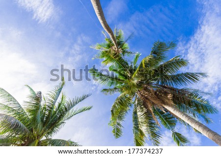 Worm\'s eye view of coconut tree with blue sky
