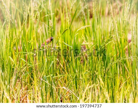 Small bird eating rice in rice field ,Thailand