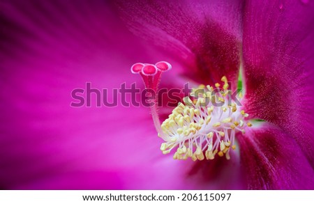 Close focus of Rose of Sharon\'s pollen