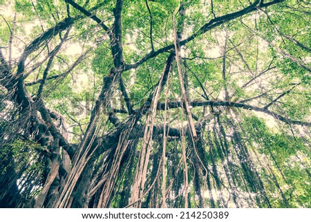 Branch of a banyan tree with long vine from top to ground