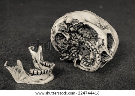 Human skull lean on wooden board background. sepia color
