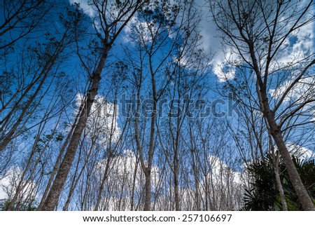 Turn up view of rubber tree,in fallen leaf time,with blue sky and cloud,Thailand