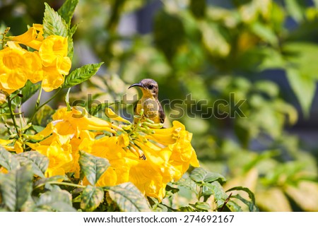 Olive-backed Sunbird or Yellow-bellied Sunbird hold on yellow flower