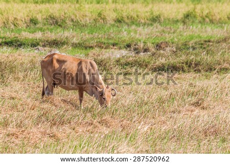 Cow eating grass in field,Thailand