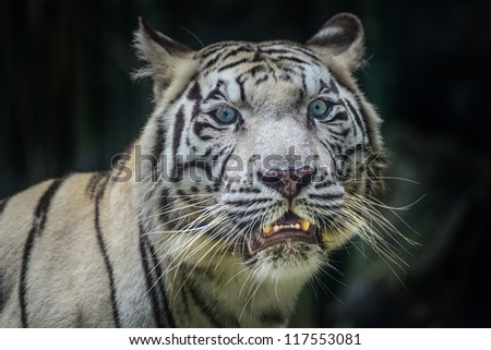 white tiger face eye contact