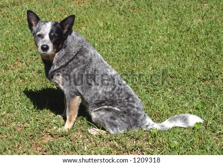 Blue Heeler  on View Mirror Sisters Sitting With Their Dog Find Similar Images