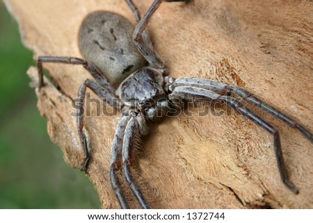 huntsman spider bite. Australian Huntsman Spider