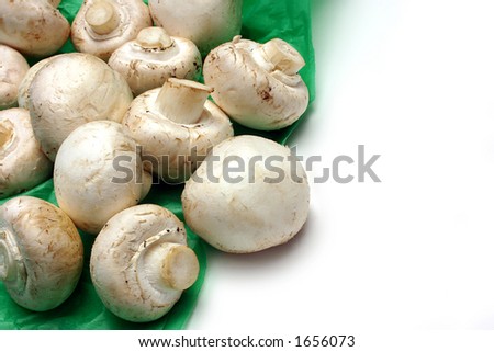 Button Mushrooms photographed on green tissue paper, white background