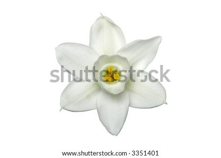 white jonquil