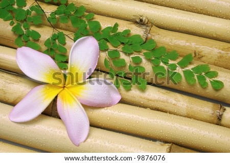 Pink Frangipani and fern frond on bamboo sticks with water drops