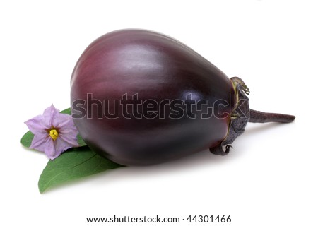 flower from eggplant bush