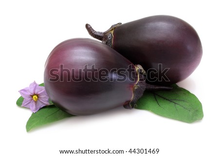 flower from eggplant bush