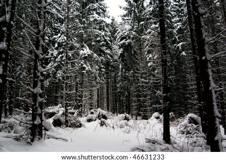 Snow-covered trees in the Thuringian Forest in the heart of Germany