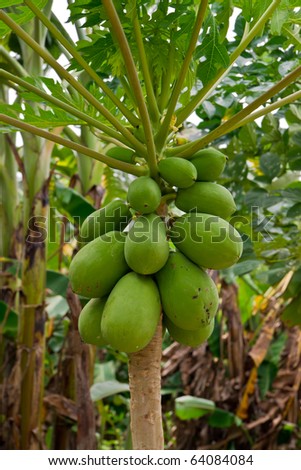 fruit trees clipart. Papaya+tree+clipart Fruit