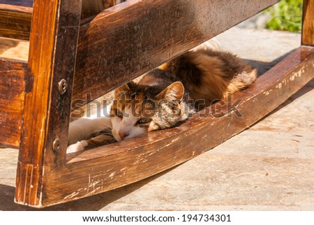 A lazy greek cat hiding from the sun under a chair