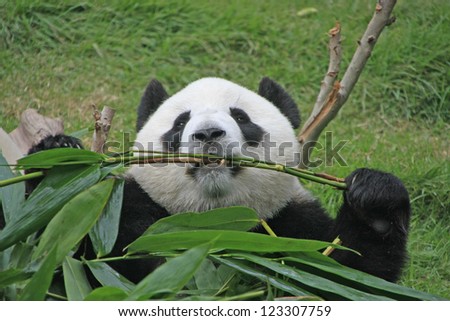 Portrait of giant panda bear (Ailuropoda Melanoleuca) eating bamboo, China