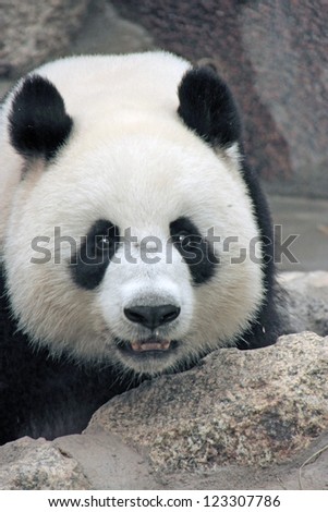 Portrait of giant panda bear (Ailuropoda Melanoleuca), China