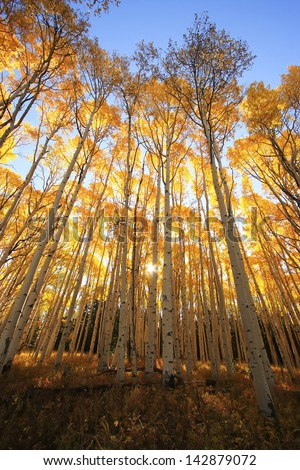 Aspen trees with fall color, San Juan National Forest, Colorado, USA