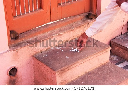 Man offering food for rats, Karni Mata Temple, Deshnok, Rajasthan, India