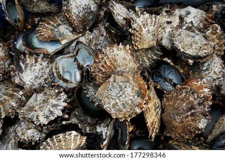 Pile of oyster shells at pearl farm, Vanua Levu island, Fiji, South Pacific
