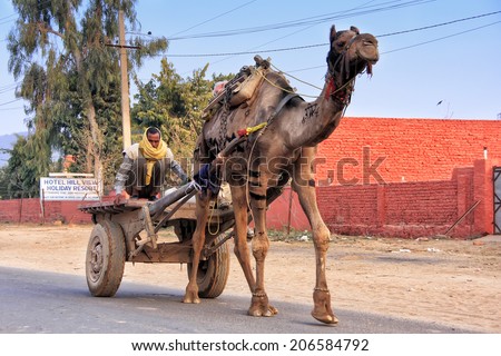 SAWAI MADHOPUR, INDIA - FEBRUARY 1: An unidentified man drives camel cart on February 1, 2011 in Sawai Madhopur, India. It is home to the Ranthambore National Park and the historic Fort.
