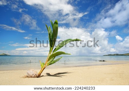Palm tree sprout on a tropical beach, Nananu-i-Ra island, Fiji, South Pacific