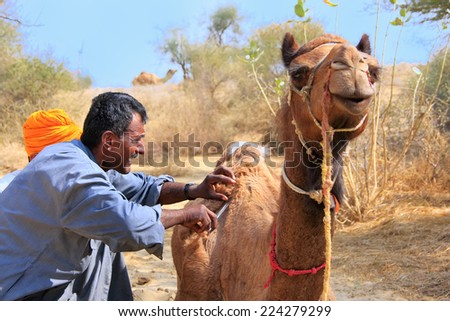 JAISALMER, INDIA-FEBRUARY 18: Unidentified man grooms camel during safari on February 18, 2011 in Jaisalmer, India. Camel safaris in That desert are very popular among tourists from Jaisalmer